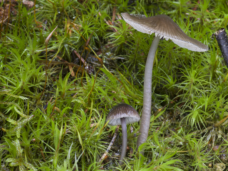 Mycena algeriensis